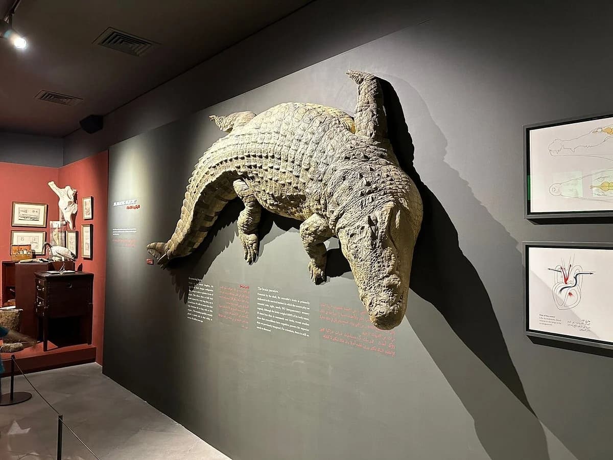 Crocodile Park Special Offer Combos – Upto 20% OFF - Image 3